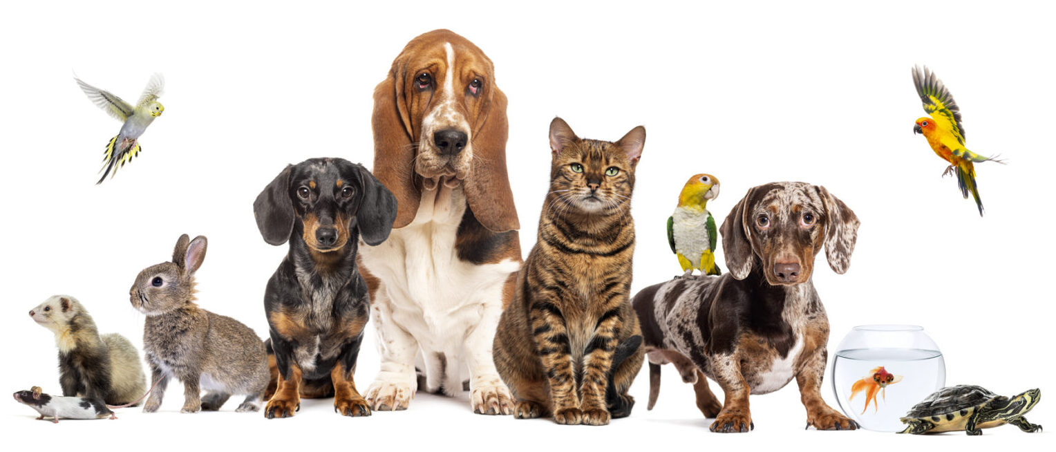 Pets and Divorce